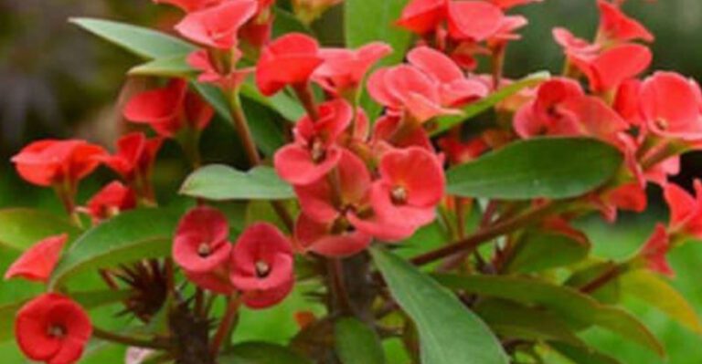 Low-Water Plants That Still Look Lush in Florida Landscapes