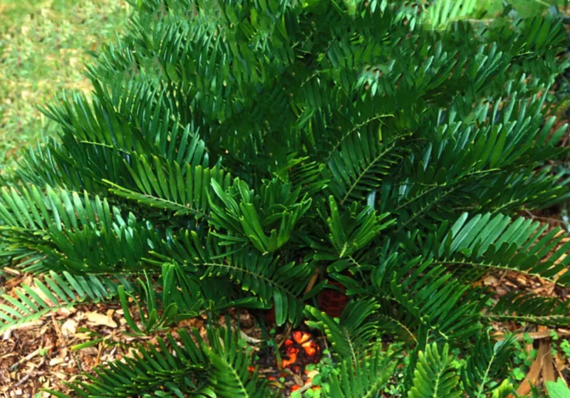 Coontie Palm