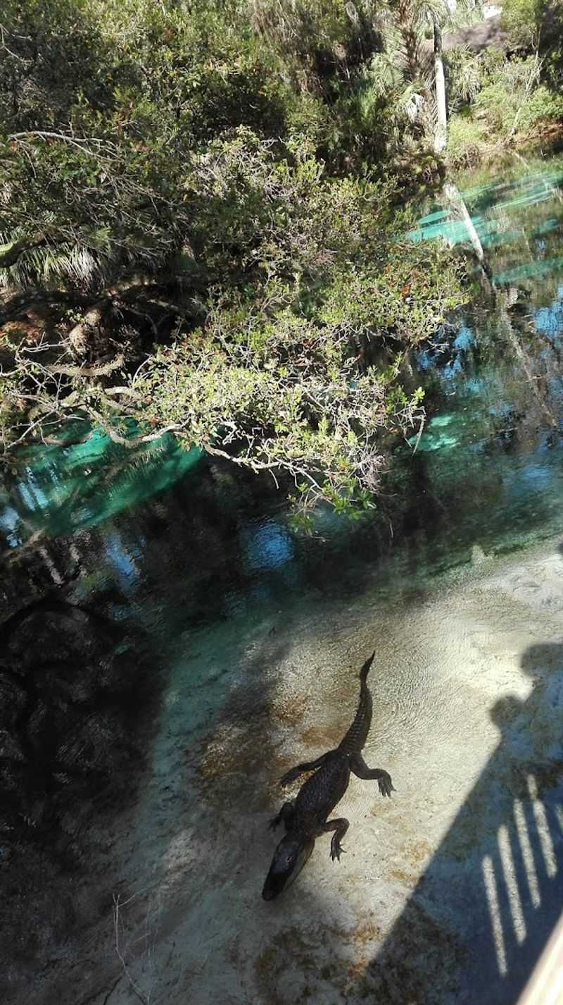 Wildlife Encounters You Will Not Forget