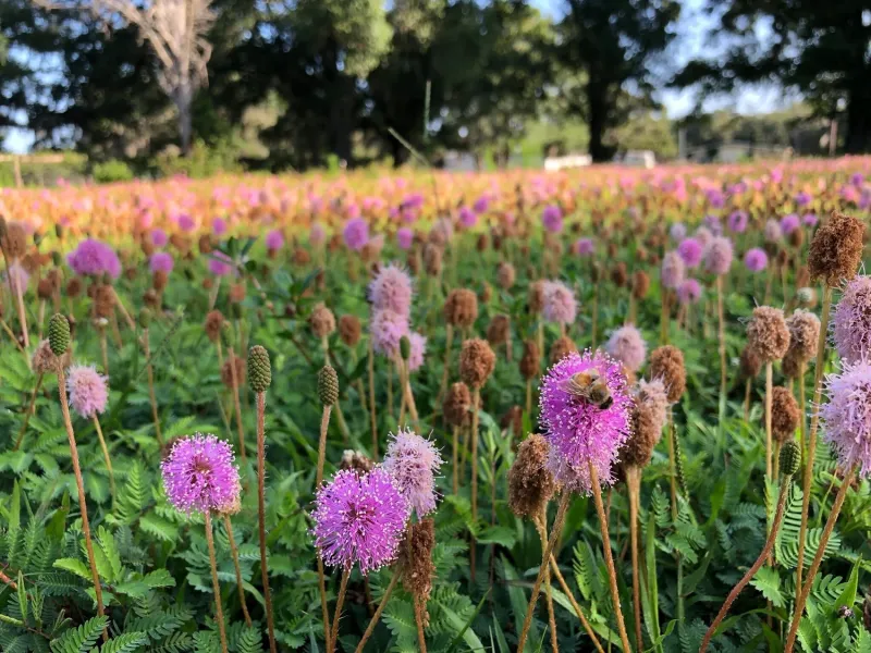 Sunshine Mimosa (Mimosa strigillosa)