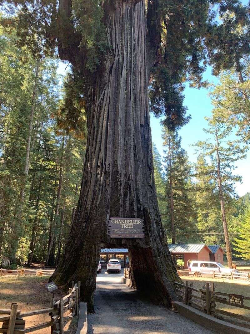 17 California roadside attractions that are actually worth pulling over for 6 Drive-Thru Tree Park Leggett - Leggett, California