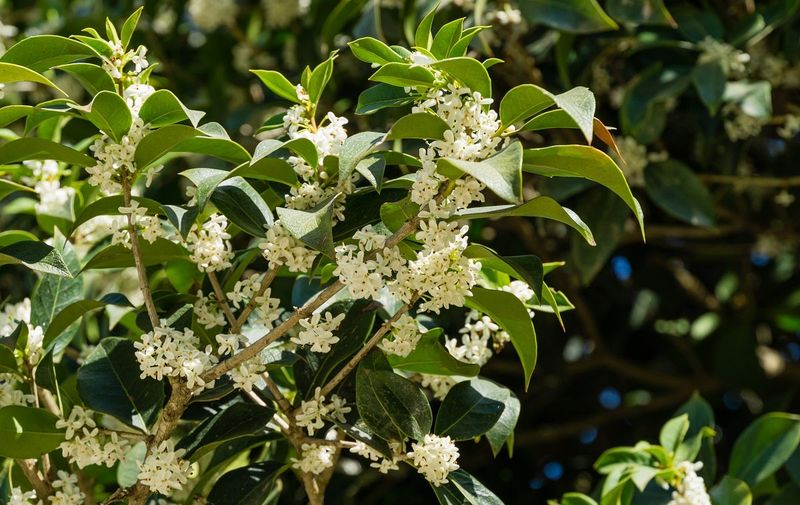Fragrant Plants That Bring Both Color and Scent to Florida Gardens 9 Tea Olive