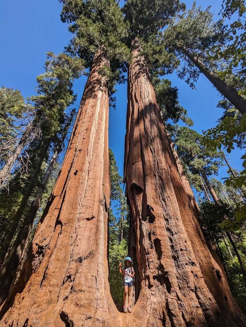 Calaveras Big Trees State Park - Arnold, California