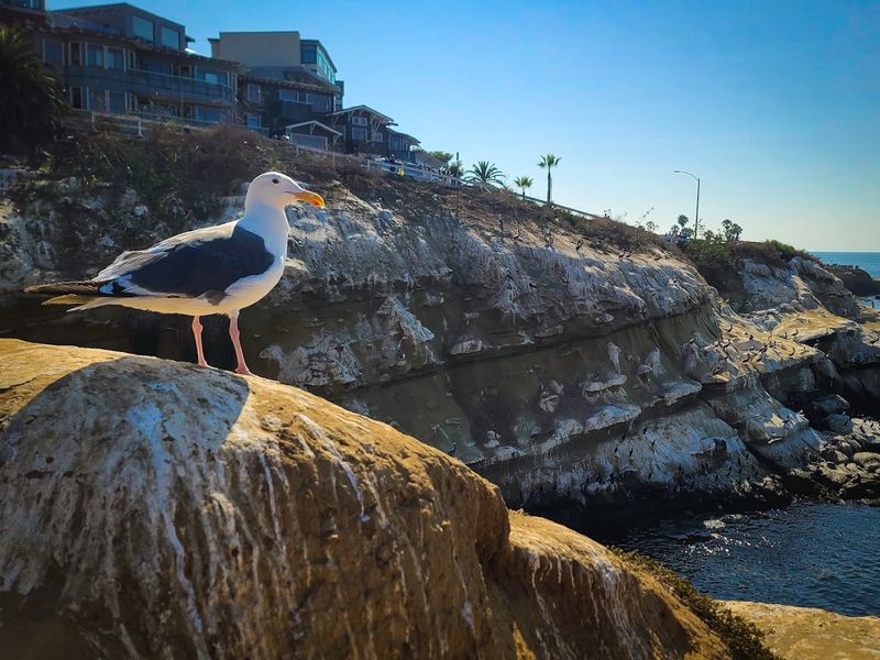 California Beach Towns That Feel Like a Year-Round Escape 6 La Jolla - California