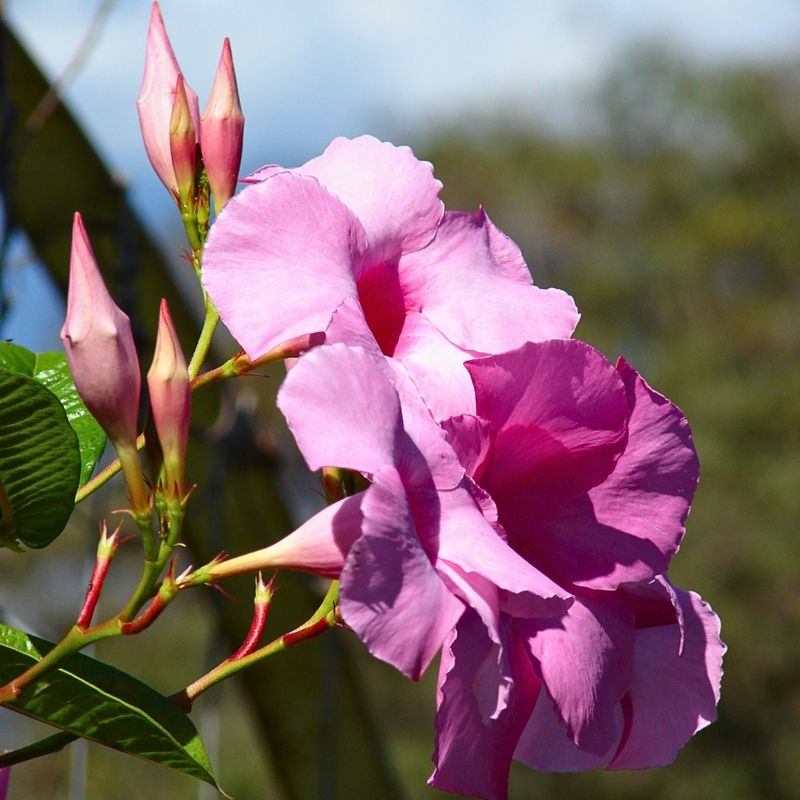 Flowering Vines That Climb Beautifully in Florida Heat 4 Dipladenia