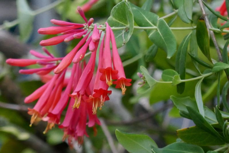 Coral Honeysuckle (Lonicera sempervirens)