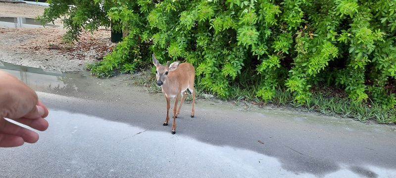 Florida Islands That Feel Far Removed From Everyday Life 6 Big Pine Key - Florida