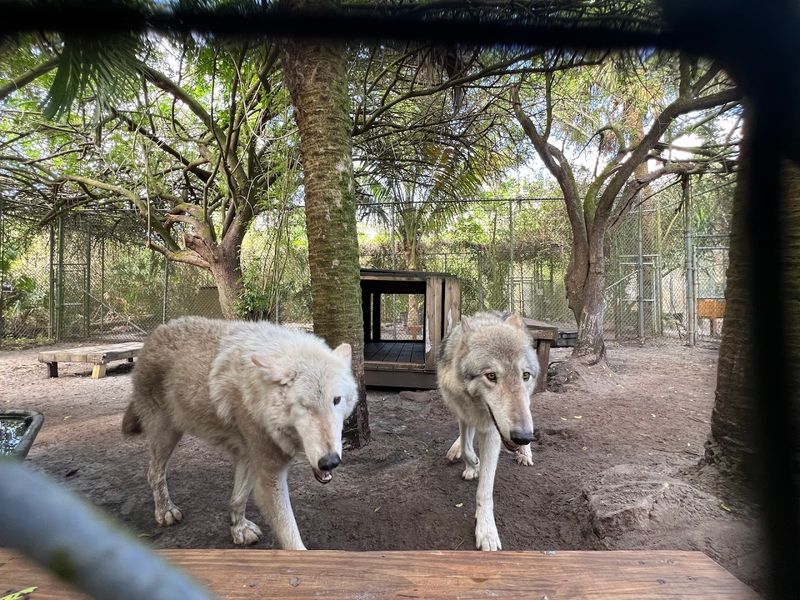 Shy Wolf Sanctuary Education & Experience Center - Naples, Florida
