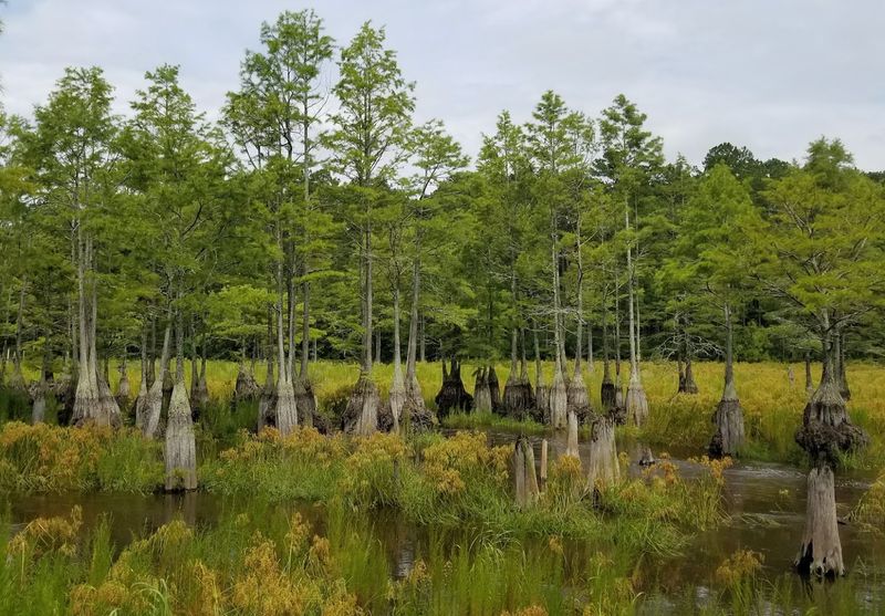 Carvers Creek State Park - Spring Lake, North Carolina