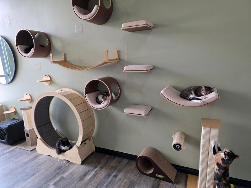 The Cat Room Experience Explained