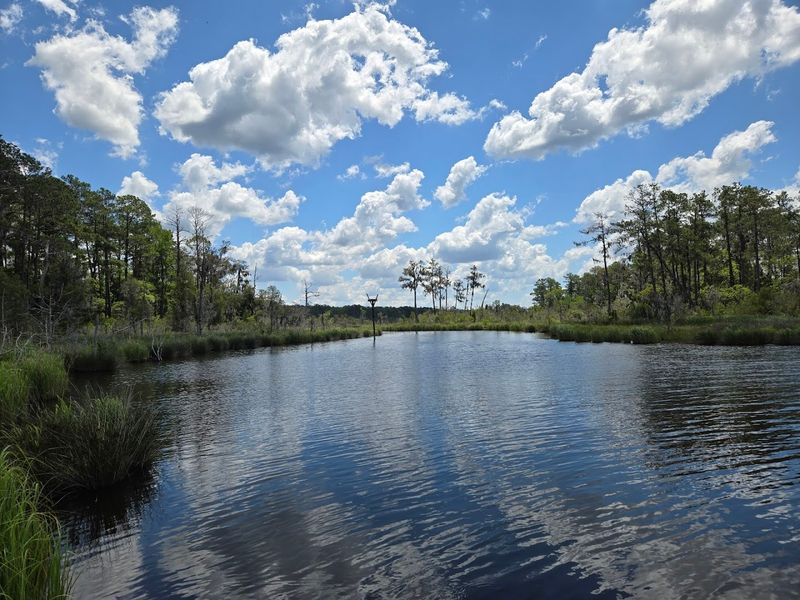 Goose Creek State Park - Washington, North Carolina