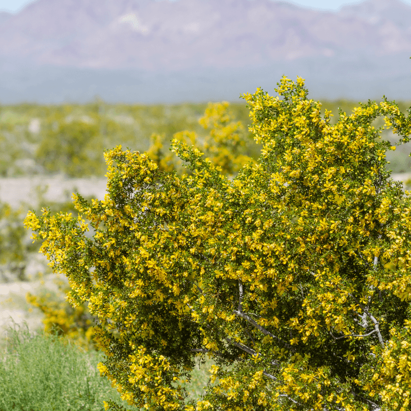 Creosote Bush