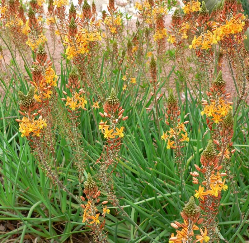 24 low-maintenance flowers that keep blooming through Florida summer 9 Bulbine