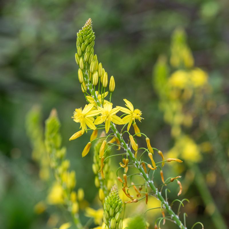 Bulbine