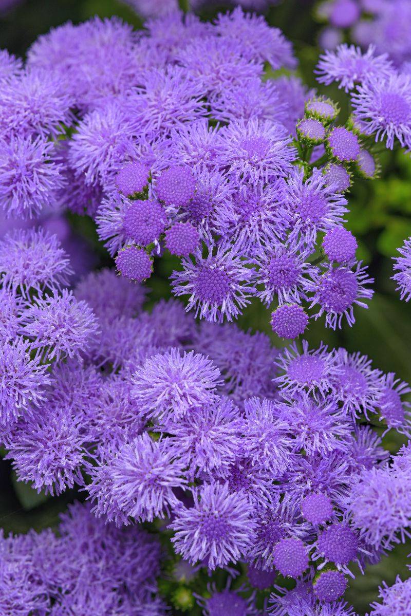 Ageratum