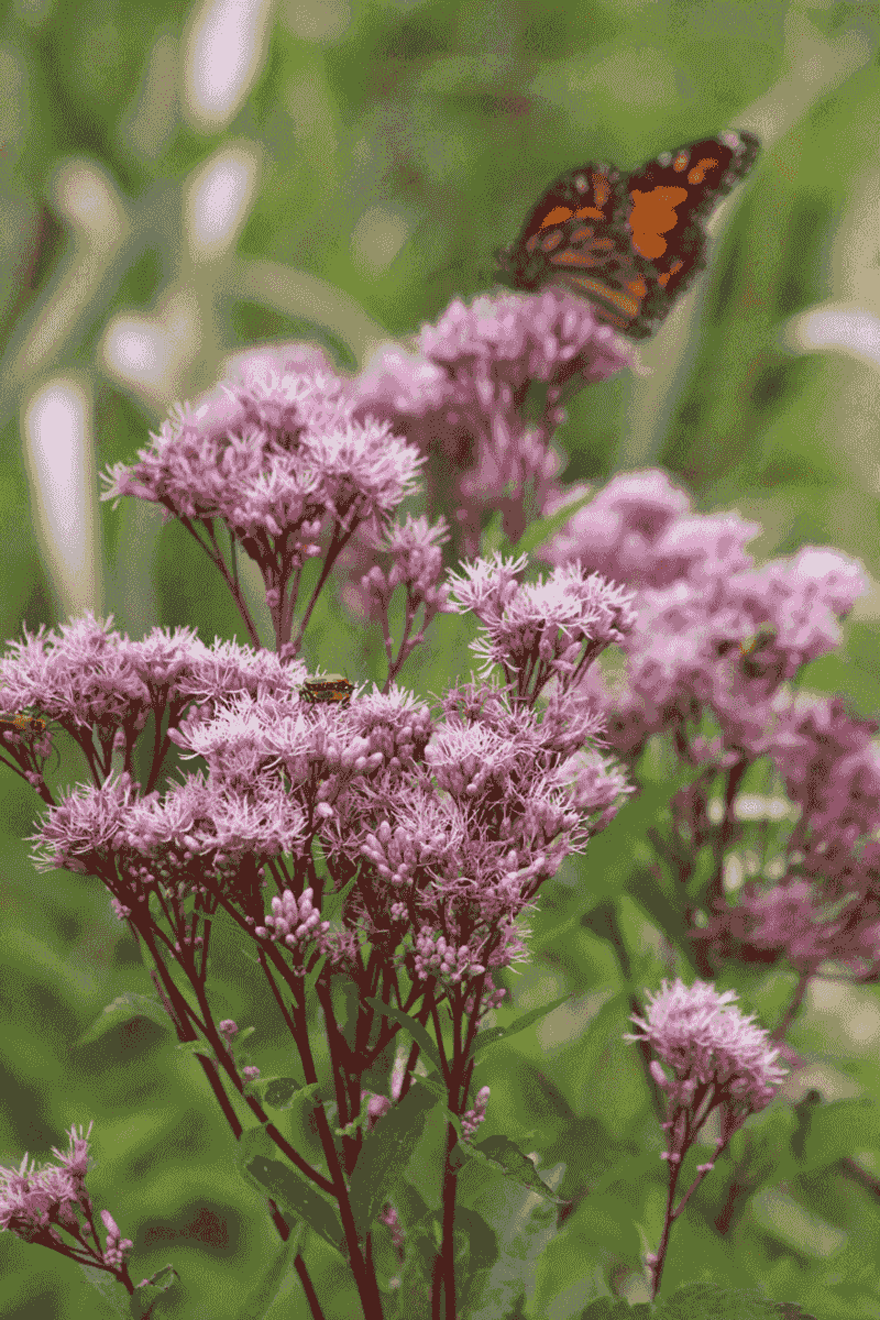 Florida Plants That Bring Butterflies and Bees Into Your Garden Naturally 17 Joe-Pye Weed