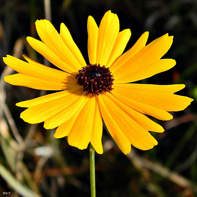 Coreopsis