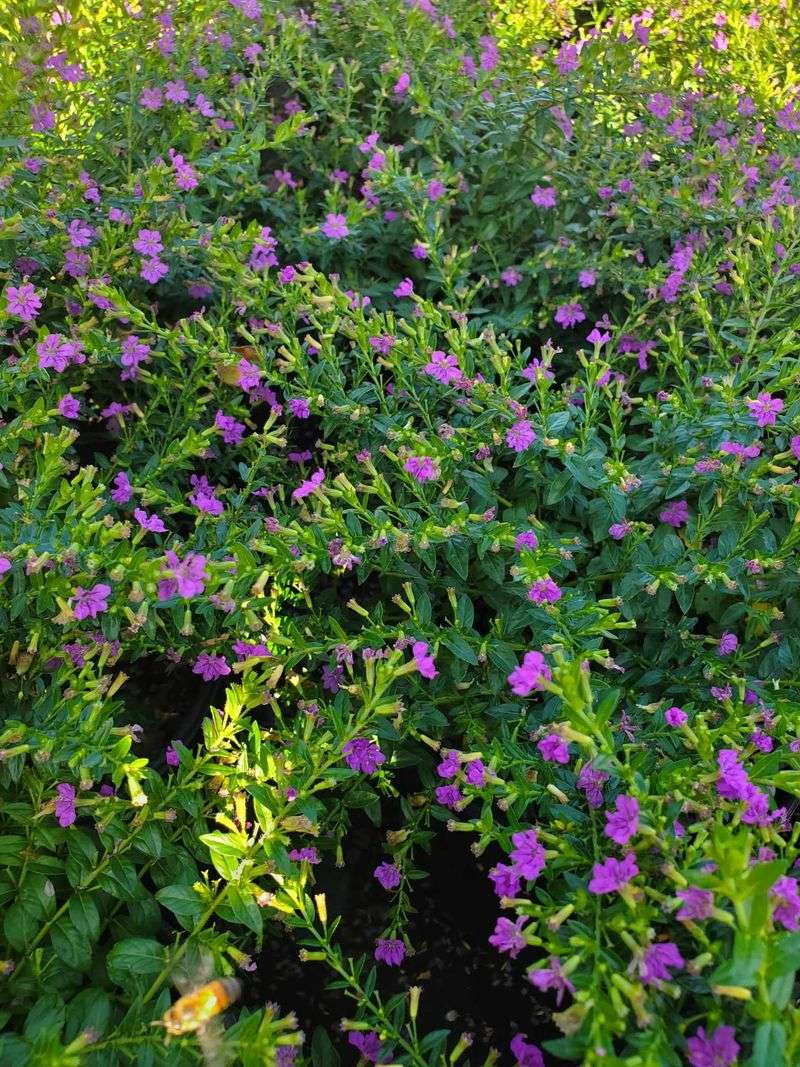 Mexican heather