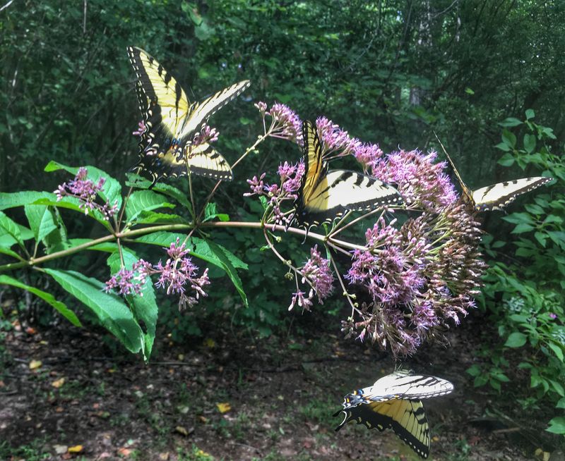 Joe-Pye weed