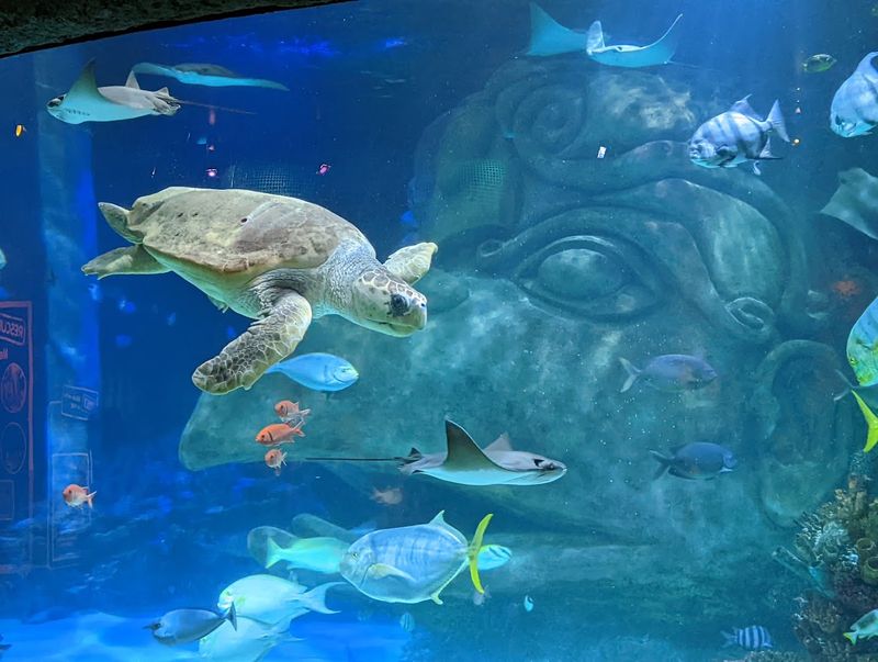 SEA LIFE Orlando Aquarium - Orlando, Florida