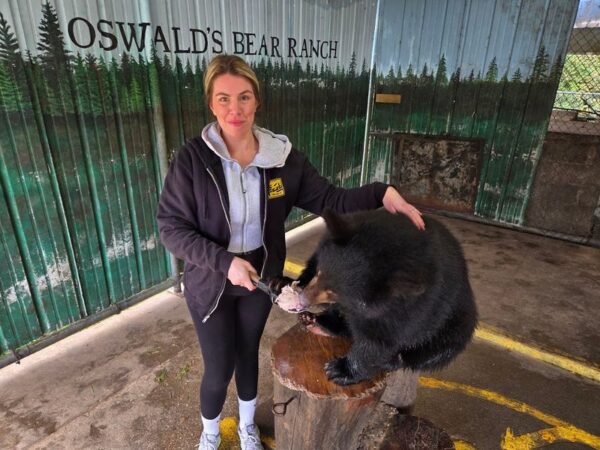 Michigan Is Home To The Largest Bear Ranch In America And It's Great ...