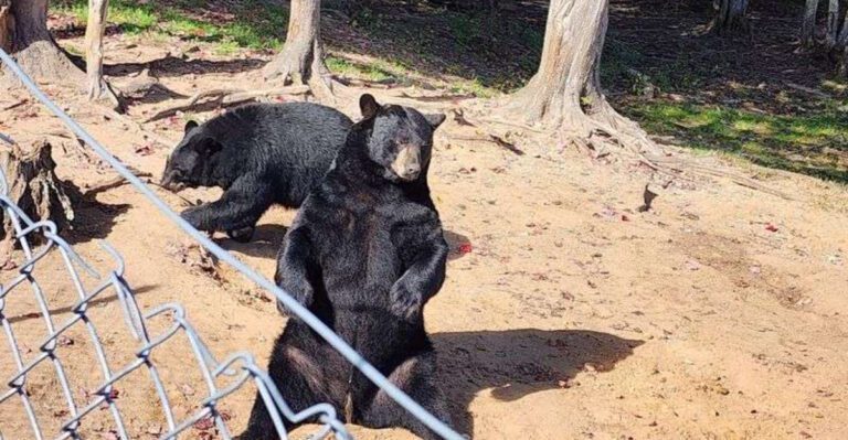 Michigan Is Home To The Largest Bear Ranch In America And It’s Great For Families