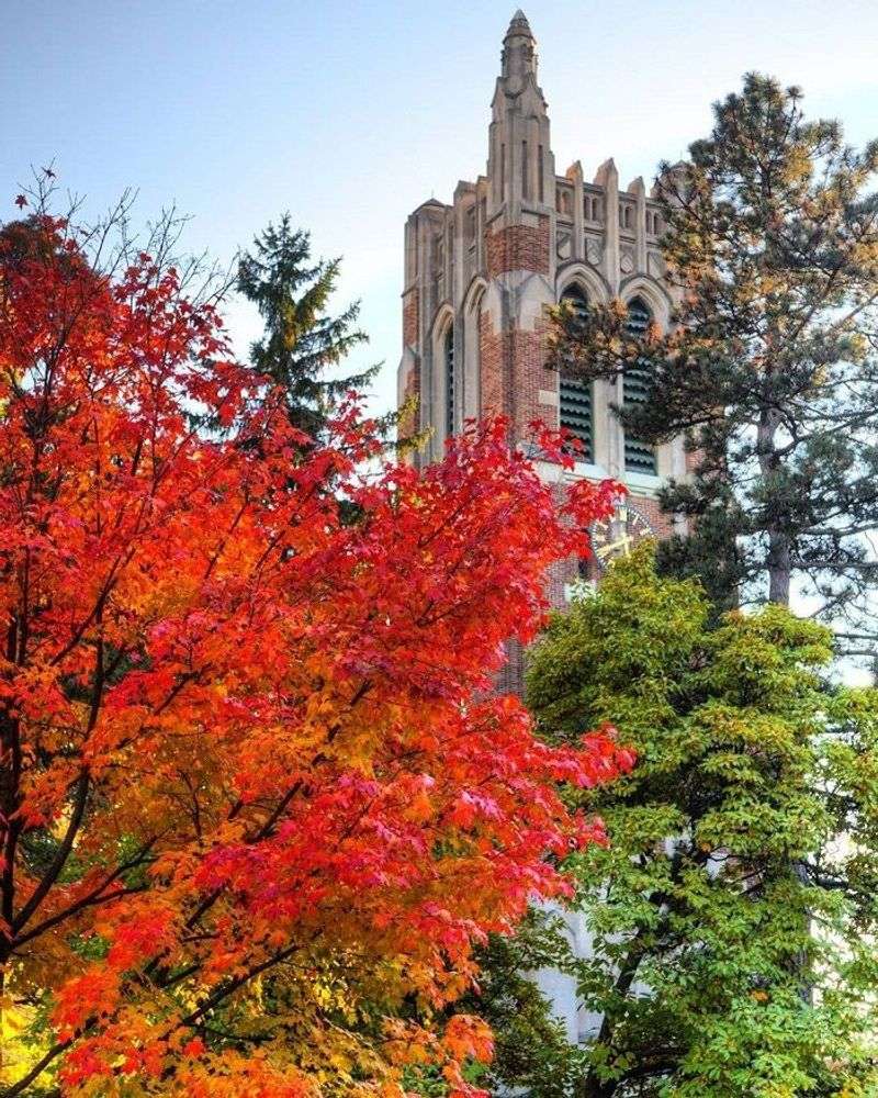 Michigan State University Campus