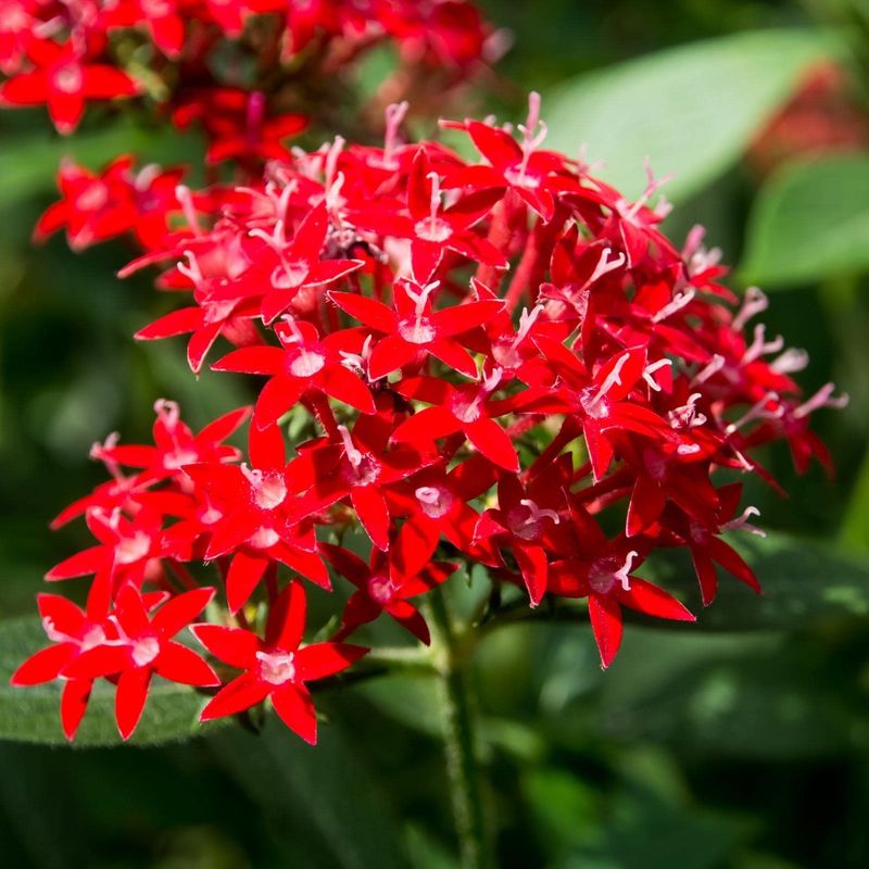 Florida Plants That Bring Butterflies and Bees Into Your Garden Naturally 3 Pentas