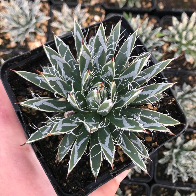 Miniature agave