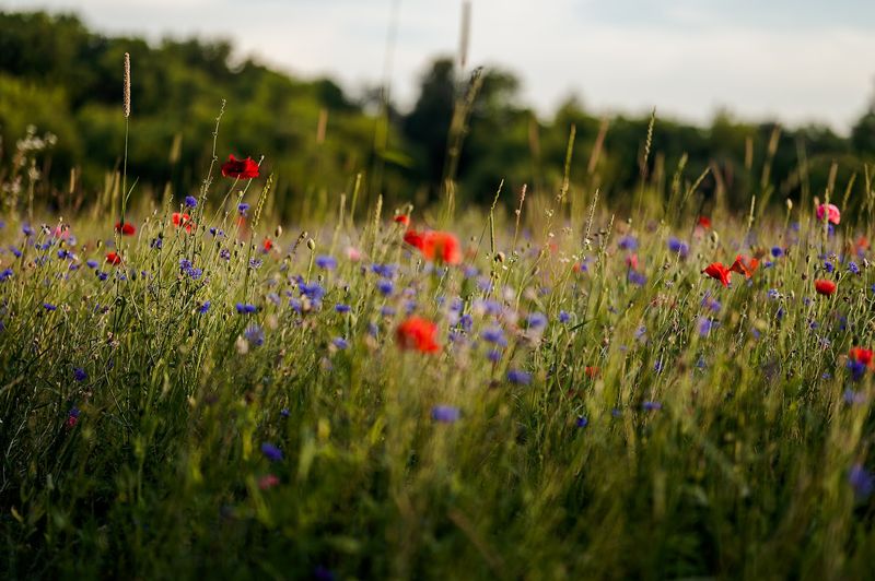Monet Would Have Painted This Field