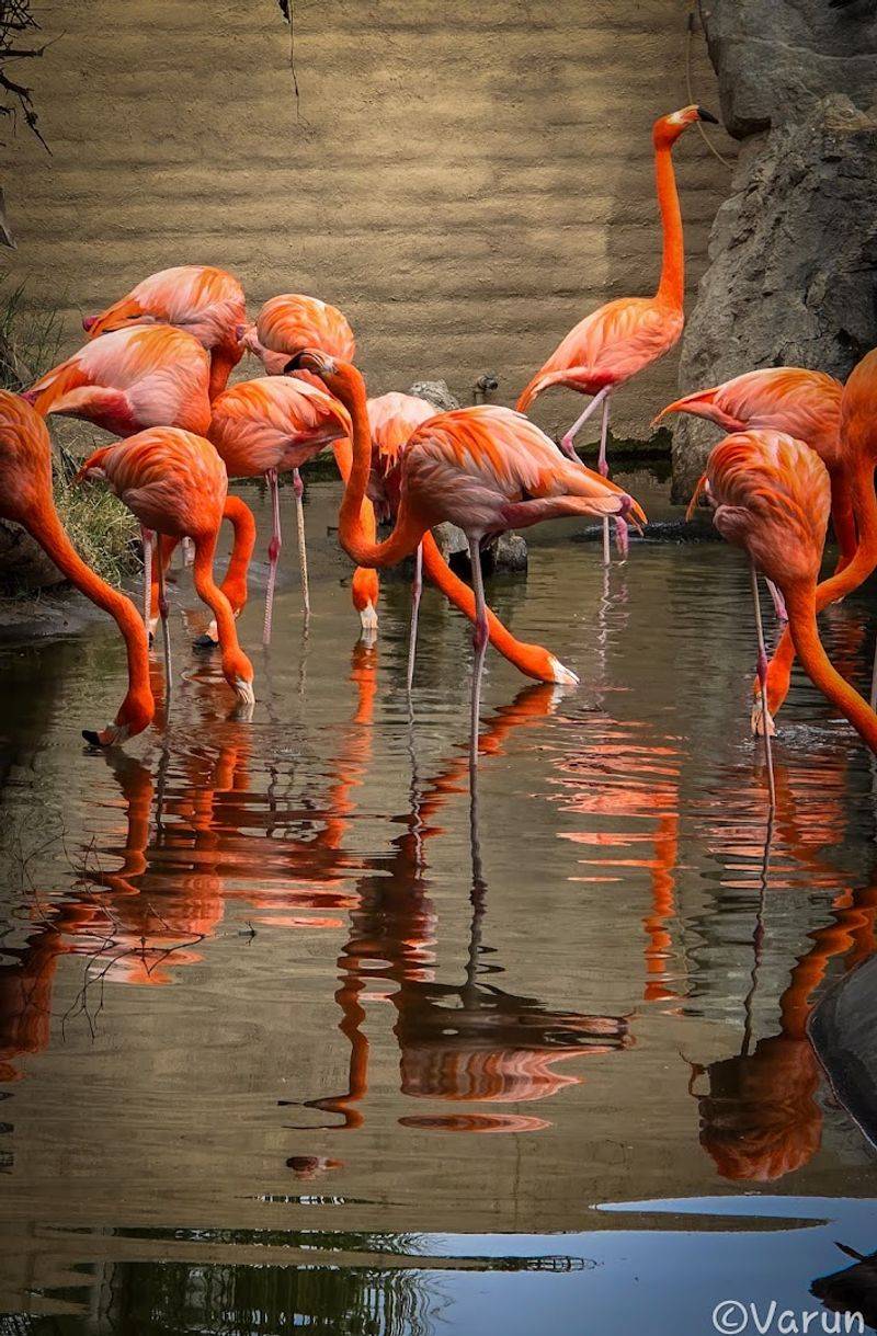 The Baby Pygmy Hippo Exhibit