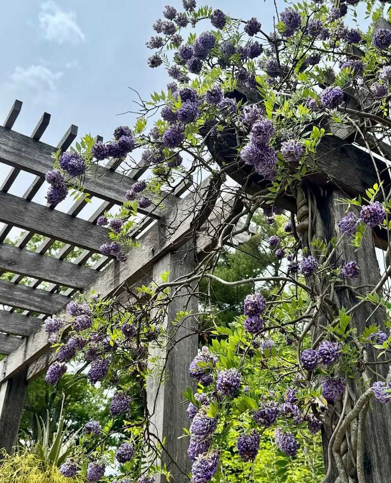 Wisteria (Wisteria frutescens - American)