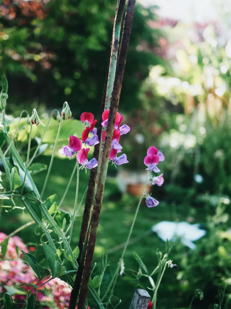 Flowering Vines That Climb Beautifully in Florida Heat 21 Sweet Pea Vine