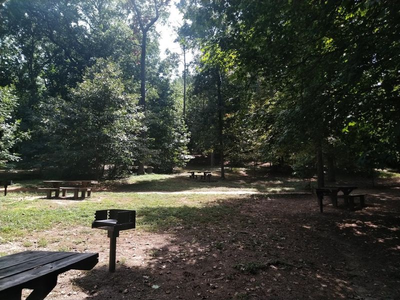 Camping Under the Forest Canopy