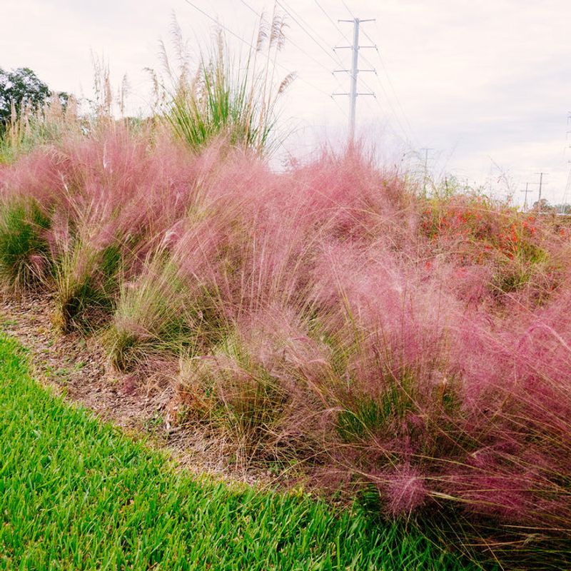 Muhly Grass