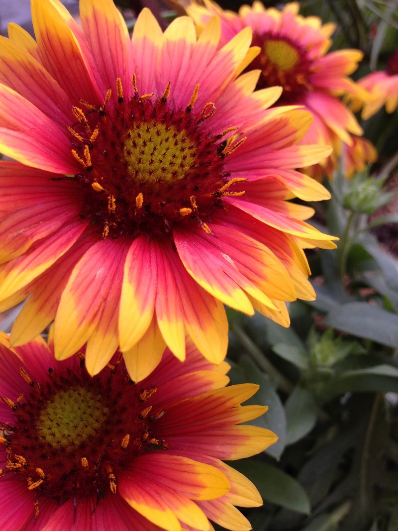 Gaillardia (Blanket Flower)