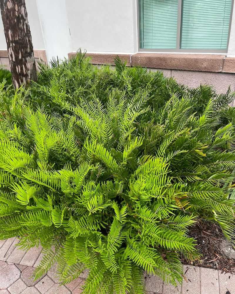 Coontie (Zamia integrifolia)
