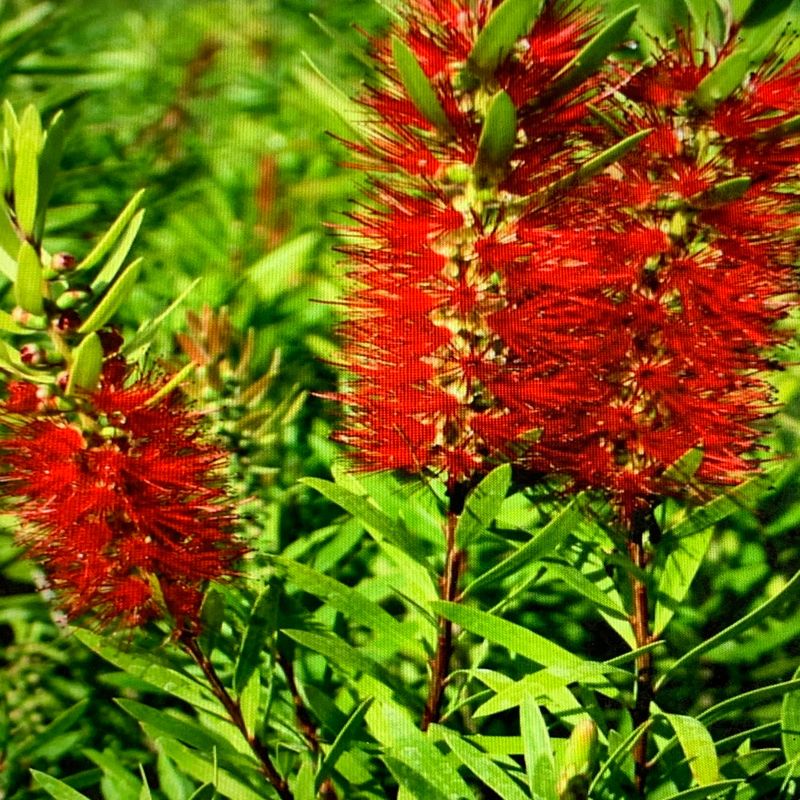 Bottlebrush