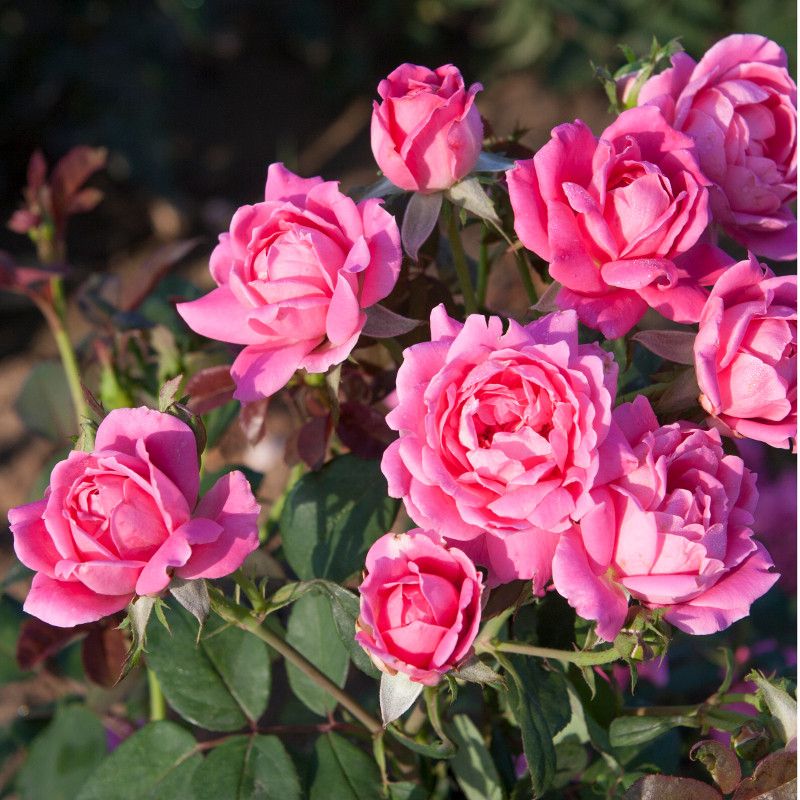 8 Low-Maintenance Shrubs Florida Homeowners Love For Easy Color 8 Knock Out Rose