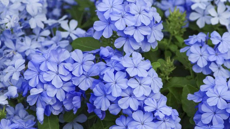 Plumbago