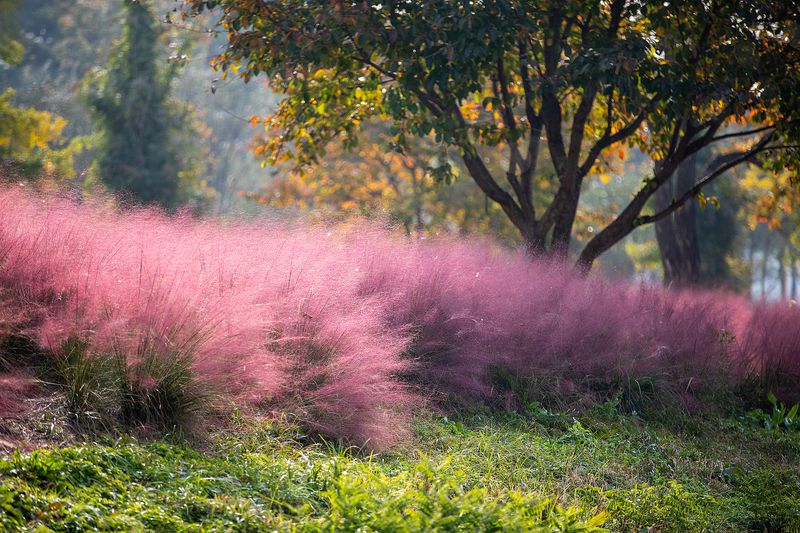 Muhly grass