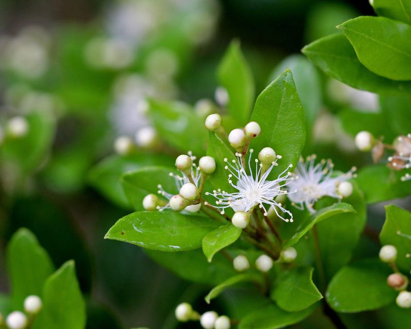 Native Florida Plants That Practically Take Care of Themselves 5 Simpson's stopper