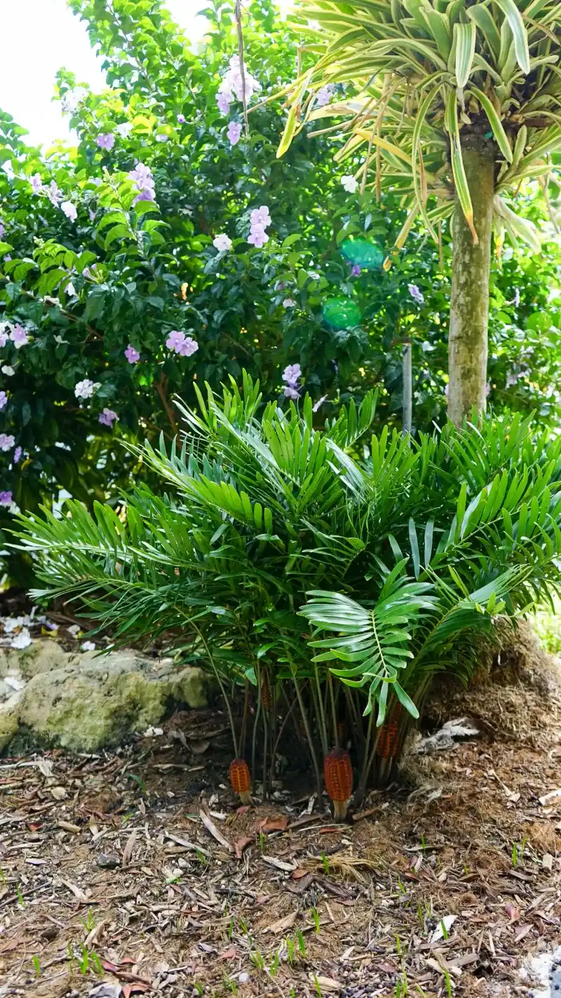 Plants That Grow Well in Florida’s Sandy Soil Without Extra Effort 6 Coontie