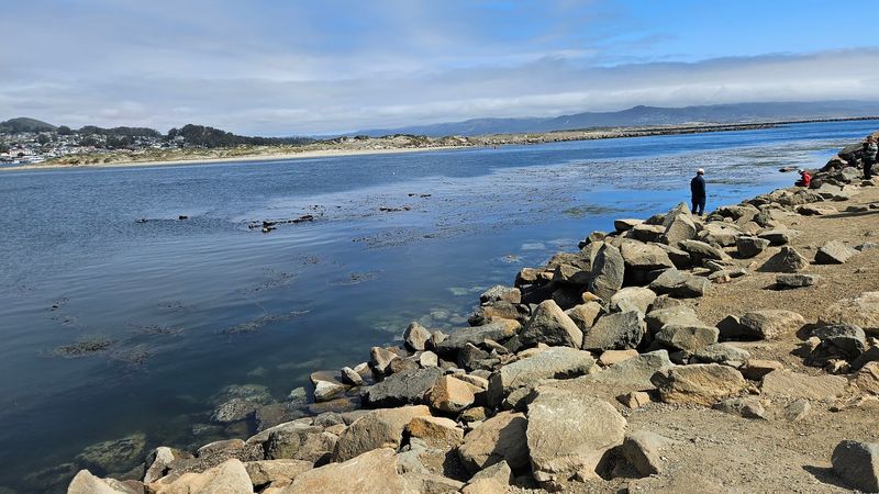 Sea Otters: The Bay's Most Charismatic Residents