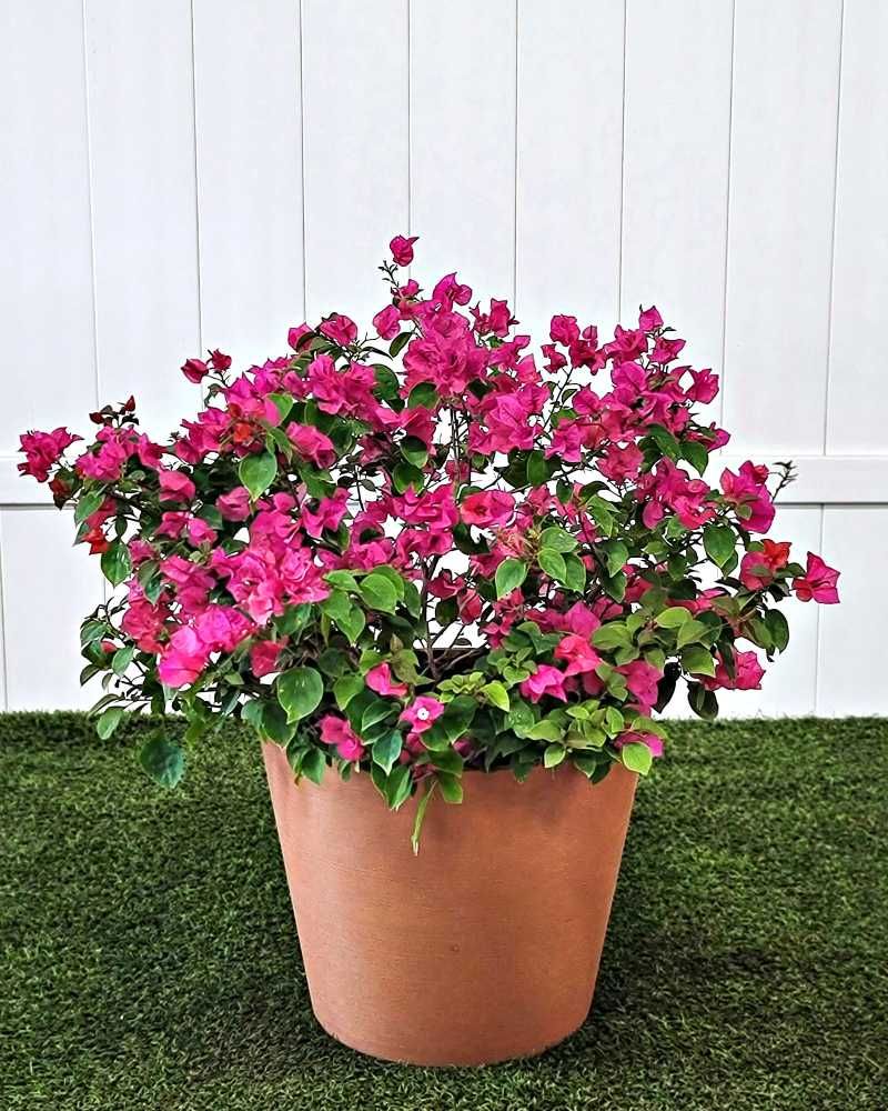 Dwarf Bougainvillea