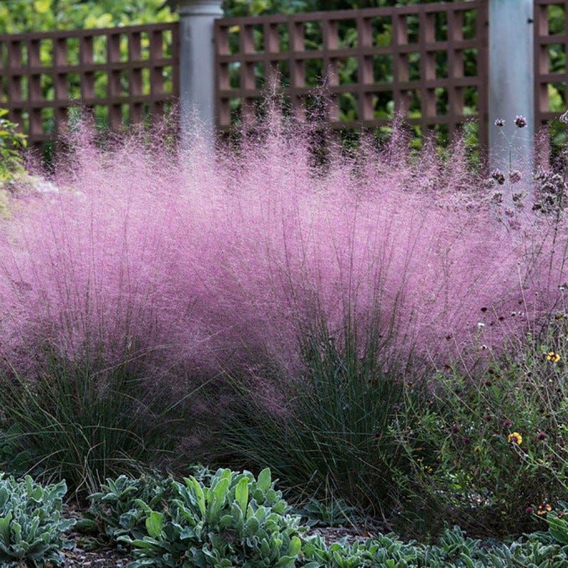 Compact Plants That Fit Perfectly Into Small Florida Garden Spaces 18 Dwarf Muhly Grass