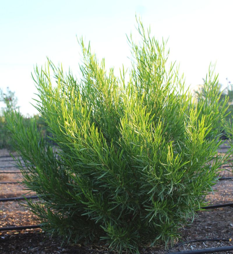 Heat-Tolerant Shrubs That Keep Florida Yards Looking Lush 19 Hopseed Bush
