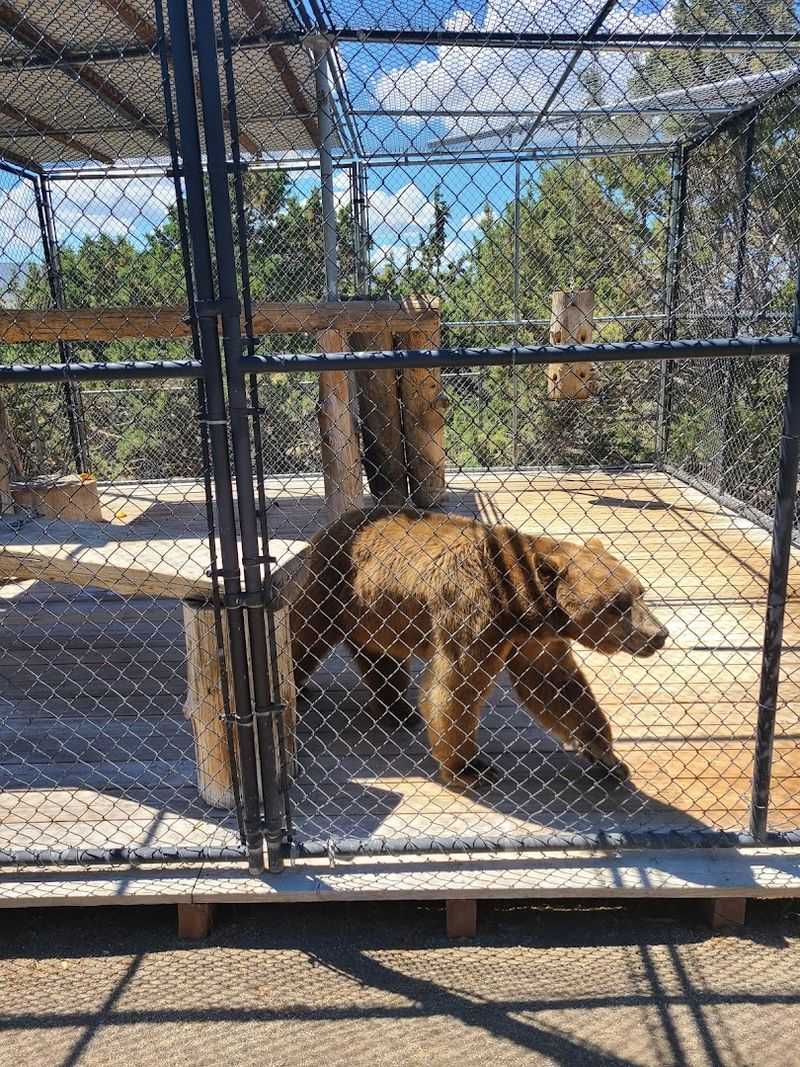 21 Nevada attractions that are actually worth leaving the Las Vegas Strip for 16 Animal Ark - Reno, Nevada