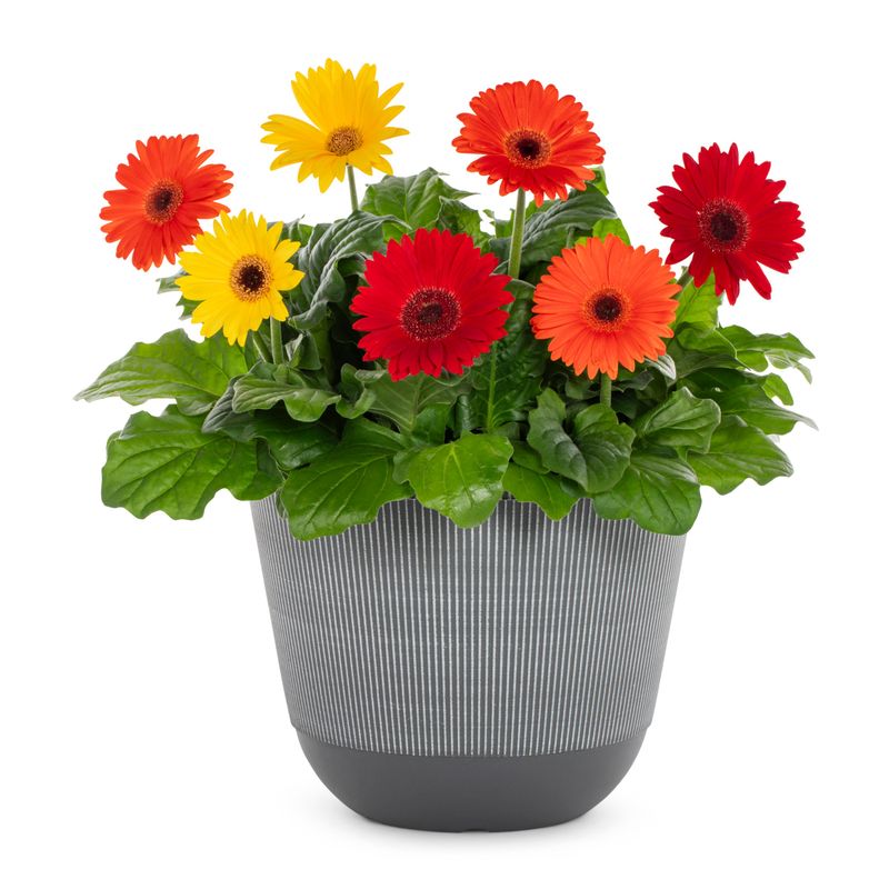 Gerbera Daisy