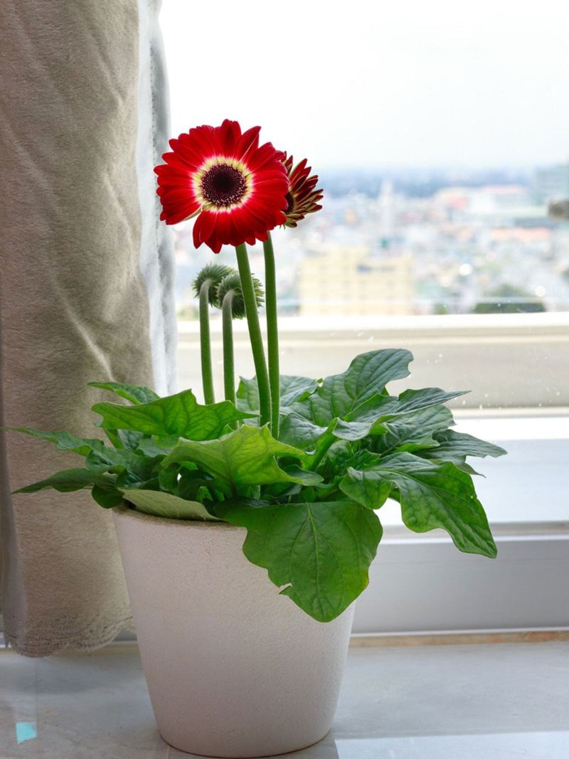 Gerbera daisy